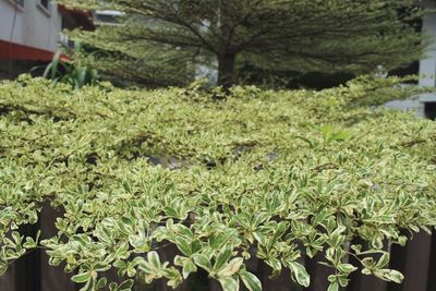 Plants growing on field