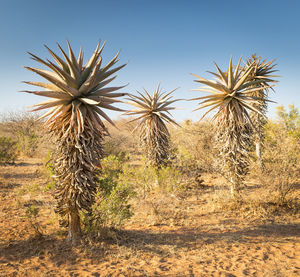 Plants growing on land against sky