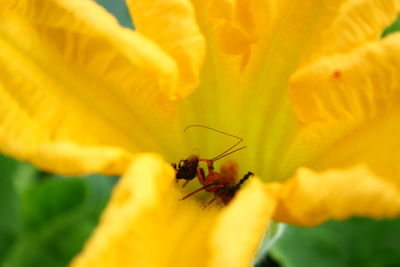 Close-up of insect on yellow flower