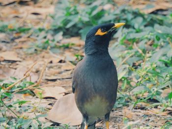 Close-up of bird on grass