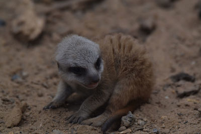 Close-up of animal lying on sand