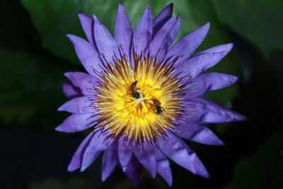 Close-up of purple flower