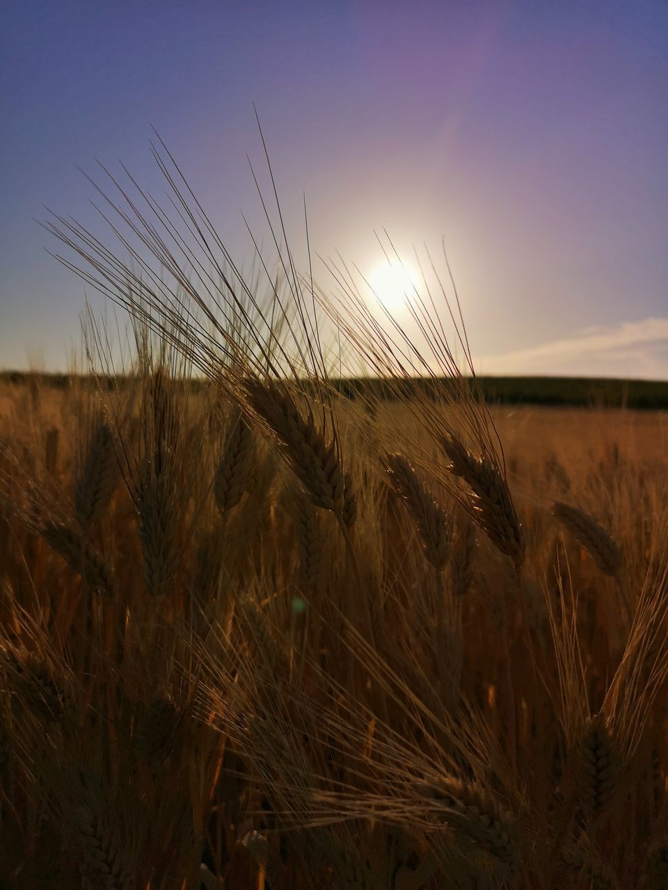 SCENIC SHOT OF WHEAT FIELD AGAINST SKY