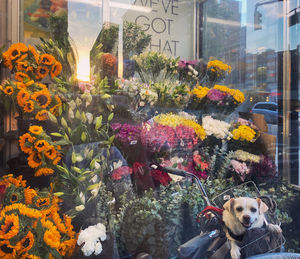 View of flowers on glass window