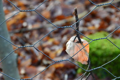 Close-up of hanging outdoors