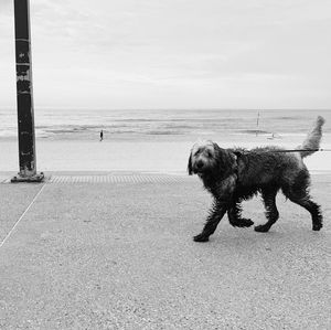 Dog on beach