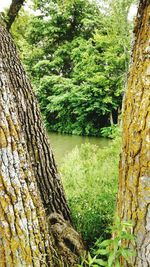 Trees growing in a park