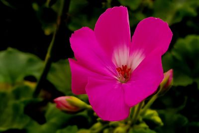 Close-up of pink flowering plant