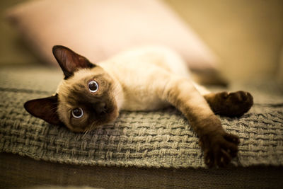 Close-up portrait of kitten