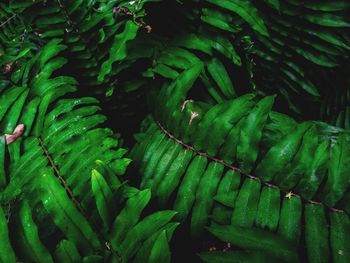 Full frame shot of fresh green plants