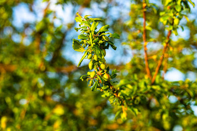 Close-up of yellow flowering plant