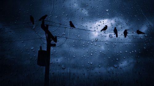 Low angle view of silhouette birds on power lines seen through wet window