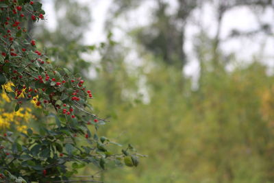 Plants growing on tree