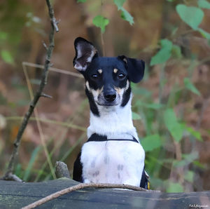 Portrait of dog sitting outdoors