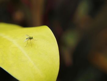 Close-up of insect on leaf