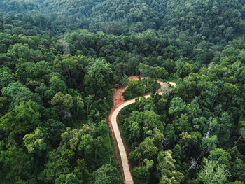 High angle view of trees and plants in forest