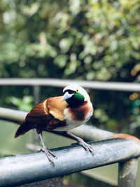 Close-up of bird perching on metal railing