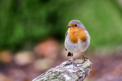 Close-up of bird perching