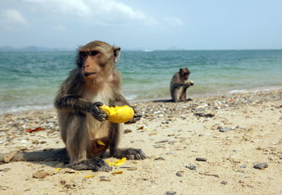 Monkeys on the beach