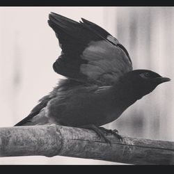 Close-up of bird perching on railing