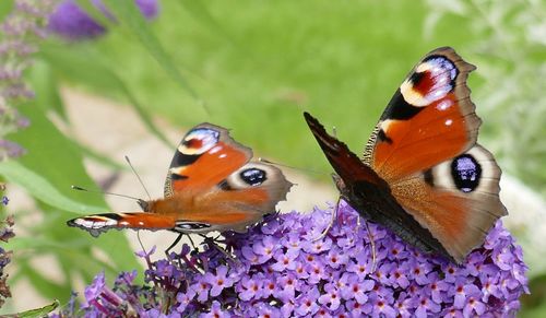 Close-up of butterfly pollinating on purple flower