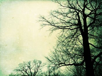 Low angle view of bare trees against sky