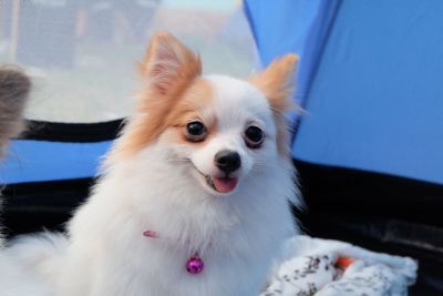 Close-up portrait of dog