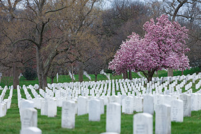 View of flowering trees in cemetery