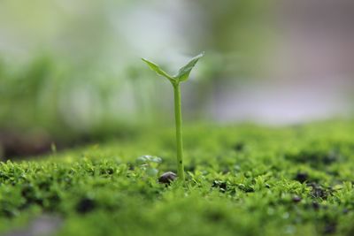 Close-up of green plant on field