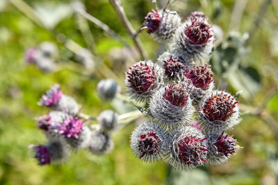 Close-up of red berries growing on plant