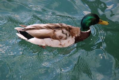 High angle view of mallard duck swimming in lake