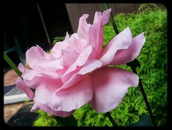 Close-up of pink rose