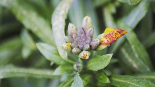 Close-up of flower