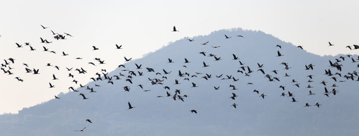 Flock of birds flying in the sky