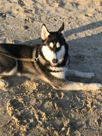 High angle portrait of dog on land