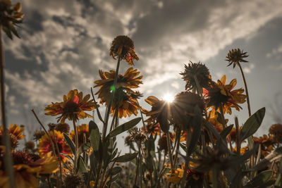 Low angle view of flowering plants against sky