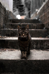 Portrait of cat sitting outdoors down alleyway 