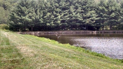 Scenic view of trees and grass