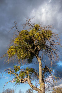 Low angle view of tree against sky