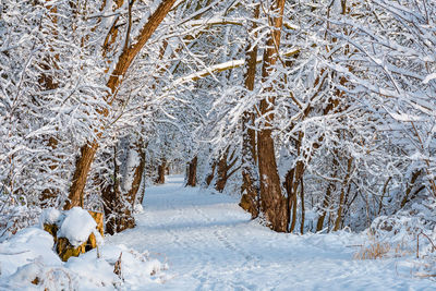 Snow covered land and trees