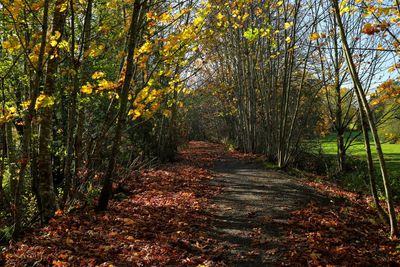 Footpath amidst trees in forest during autumn