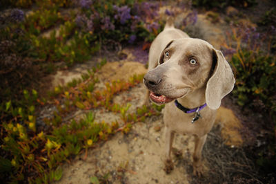 Close-up of dog