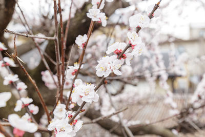 Close-up of cherry blossoms in spring