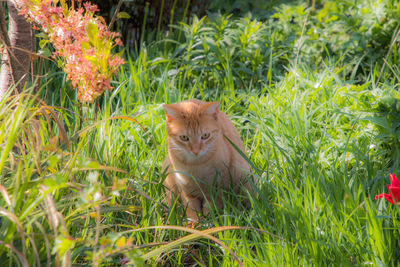 Portrait of cat in grass