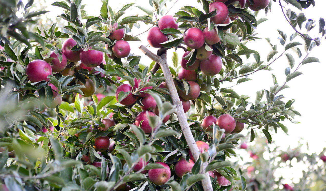 LOW ANGLE VIEW OF BERRIES ON TREE