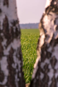 Plants growing on field