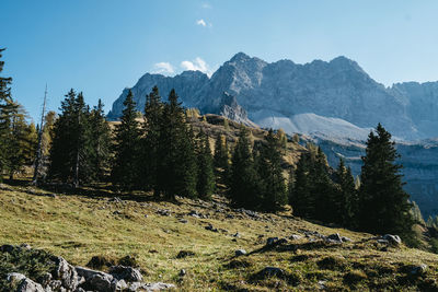 Scenic view of pine trees against sky