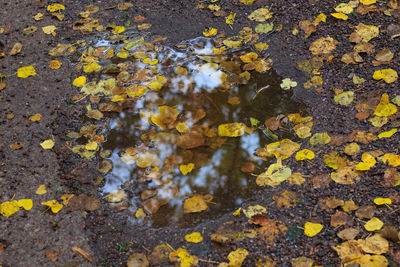 High angle view of autumn leaves in water