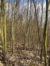 View of bare trees in forest