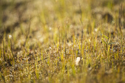 Surface level of grass on field